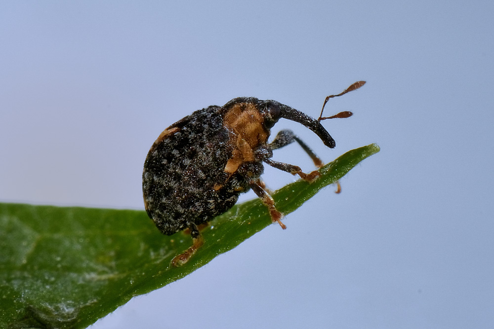 Cionus tuberculosus